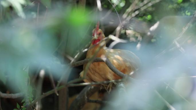 打野小公鸡