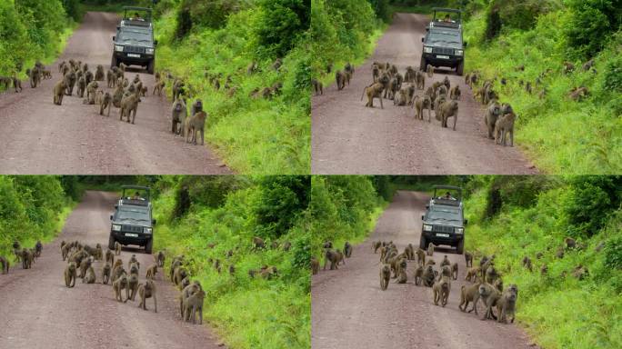 一大群狒狒挡住了一条土路，供越野车辆狩猎