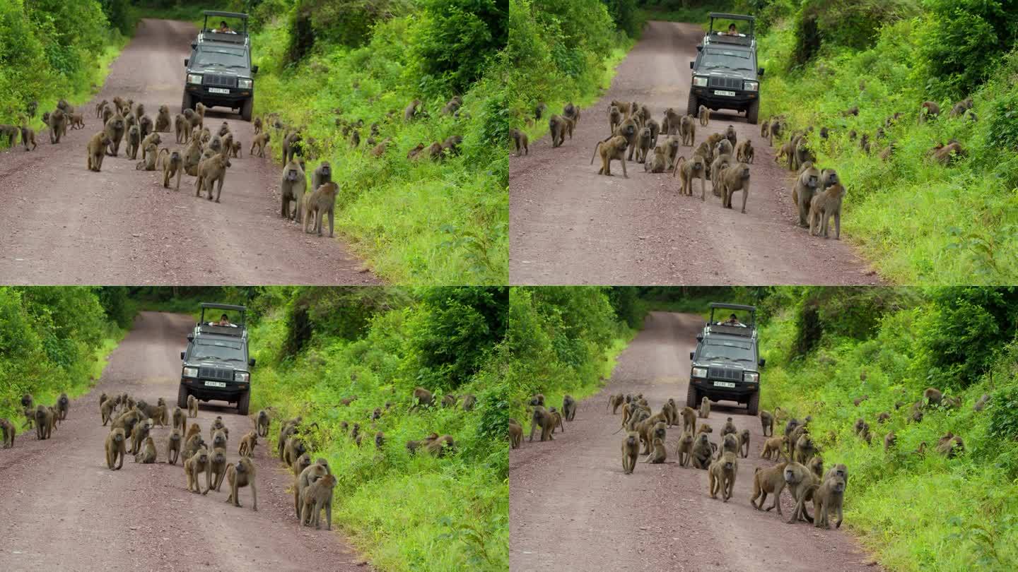 一大群狒狒挡住了一条土路，供越野车辆狩猎