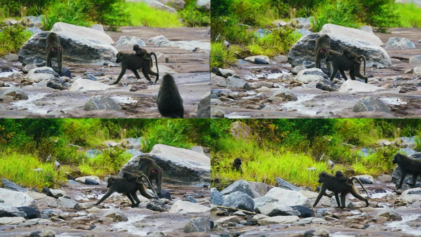 在坦桑尼亚，一只背着幼崽的橄榄色狒狒正穿越干涸的河流