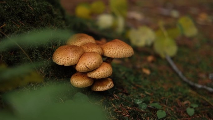 一群毛茸茸的鳞状蘑菇。鳞片凤头菌。鳃和茎的视图。靠近树木的森林地面。分解体有机体。寄生。生态系统，生