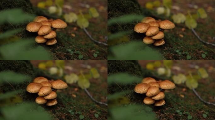 一群毛茸茸的鳞状蘑菇。鳞片凤头菌。鳃和茎的视图。靠近树木的森林地面。分解体有机体。寄生。生态系统，生