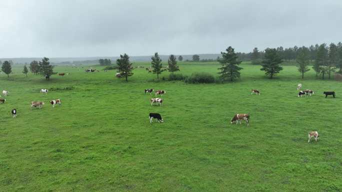 航拍养牛放牧草原牧场