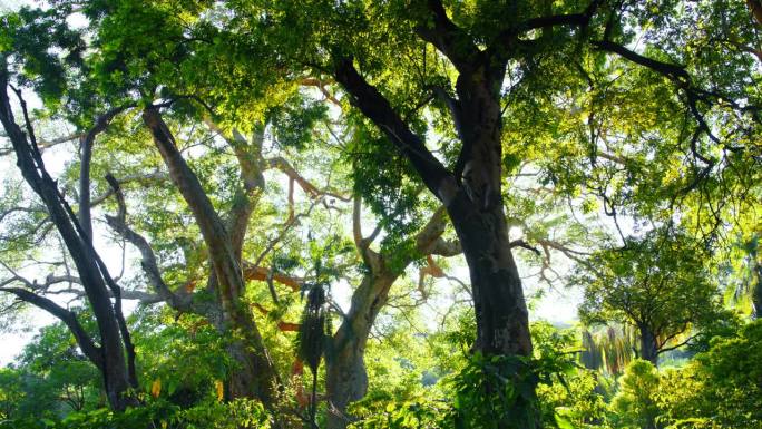 在坦桑尼亚国家公园的热带雨林中，美丽的绿色树木被锁定
