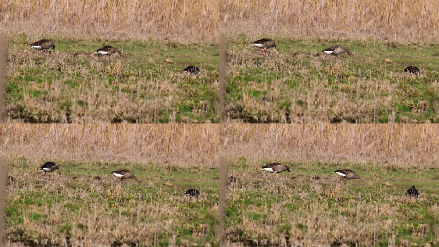 湿地盛宴:灰腿鹅在草丛和芦苇中吃草