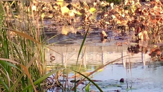 池塘 河水 水草 干枯荷叶 水鸟觅食