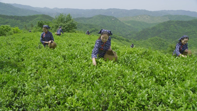 茶山美女采茶叶摘茶叶茶树采摘