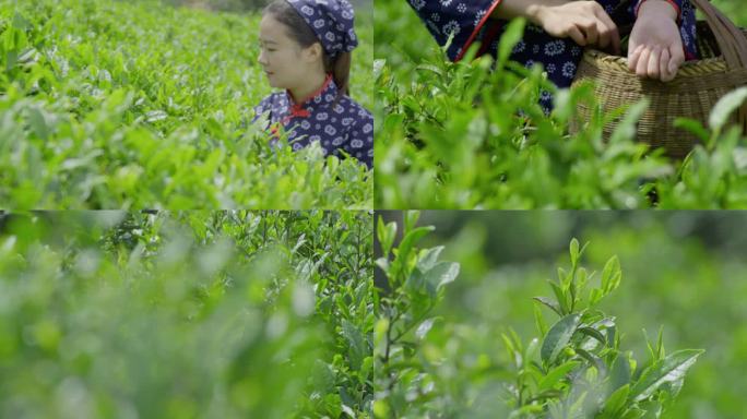 茶山美女采茶叶摘茶叶茶树采摘