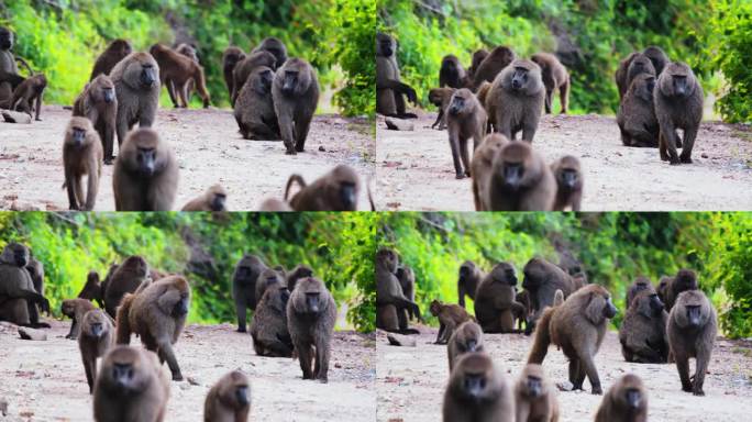 一群狒狒沿着坦桑尼亚森林里的树木走在土路上