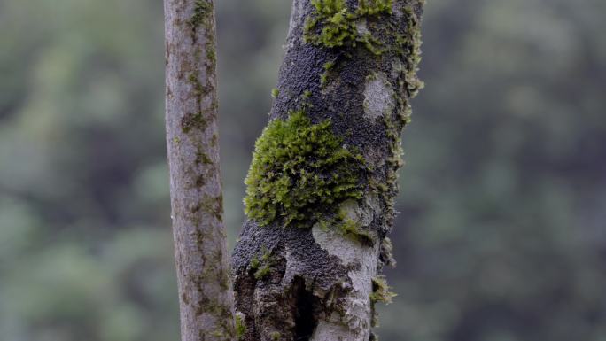 2023森林树木苔藓