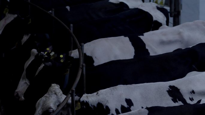 现代牧场里的奶牛正在挤奶机上挤奶