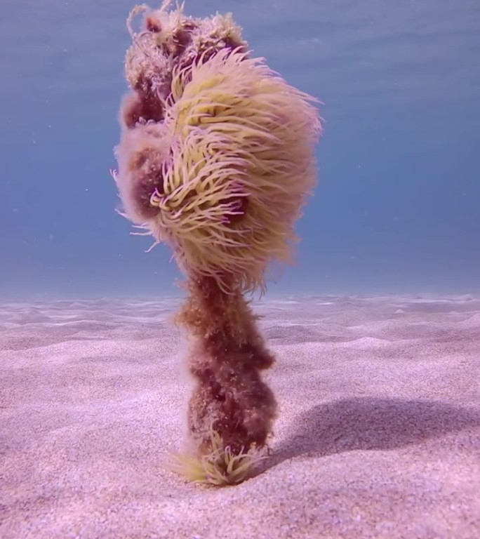 地中海蛇尾海葵栖息在从沙质海底伸出的系缆上，在海流中摇摆