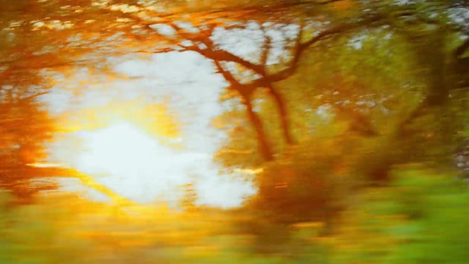 日落时分，从车窗穿过非洲大草原森林中的树木