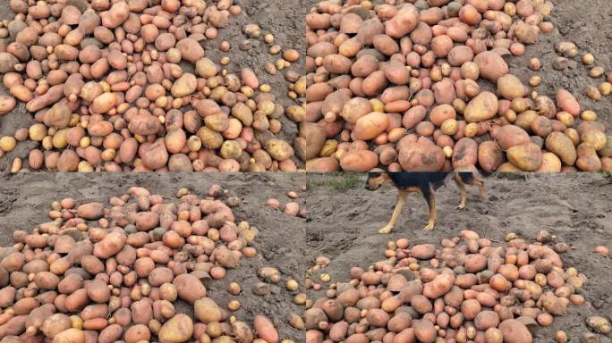 一堆挖出来的土豆，一只狗正在附近跑。在田间收获。