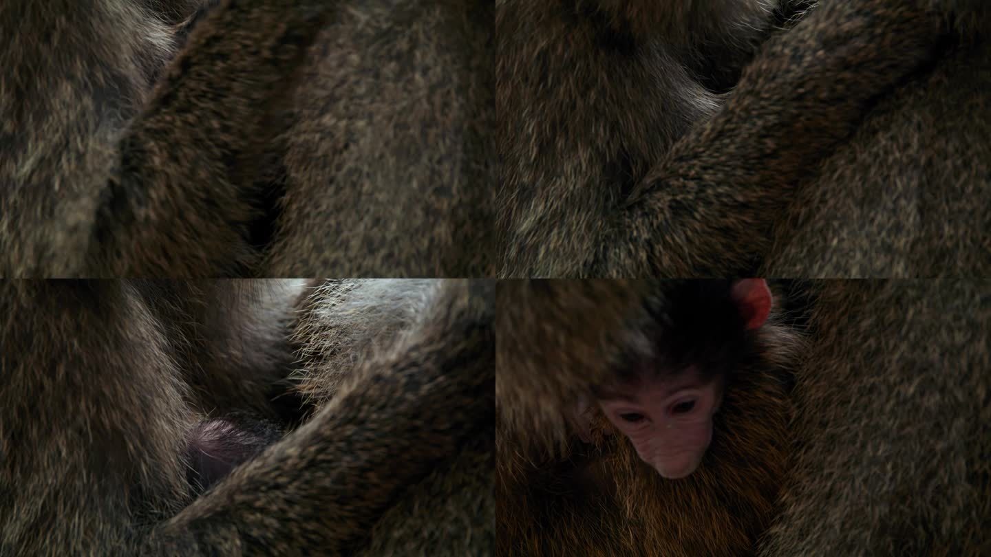 森林里，一只小狒狒在妈妈的腿上玩耍