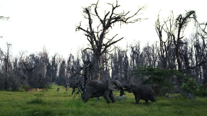两只非洲大象在坦桑尼亚的草地上打架