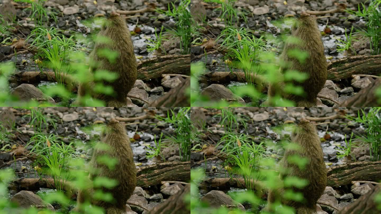 一只狒狒在坦桑尼亚大草原的一条小溪旁梳理自己