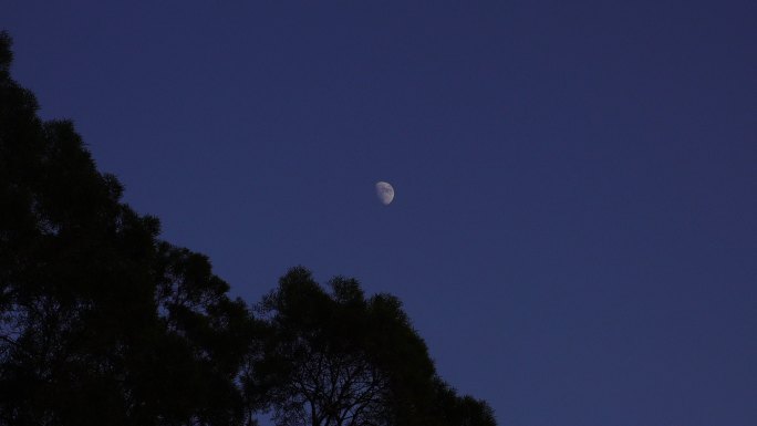 夜晚月亮树林夜幕降临森林半月夜空天空黑夜