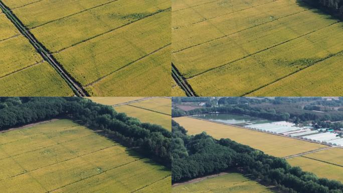 4k航拍收获季节成熟的稻田，苏州湾CBD