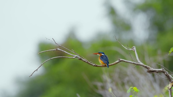 在坦桑尼亚的森林里，翠鸟栖息在树枝上，正在飞翔