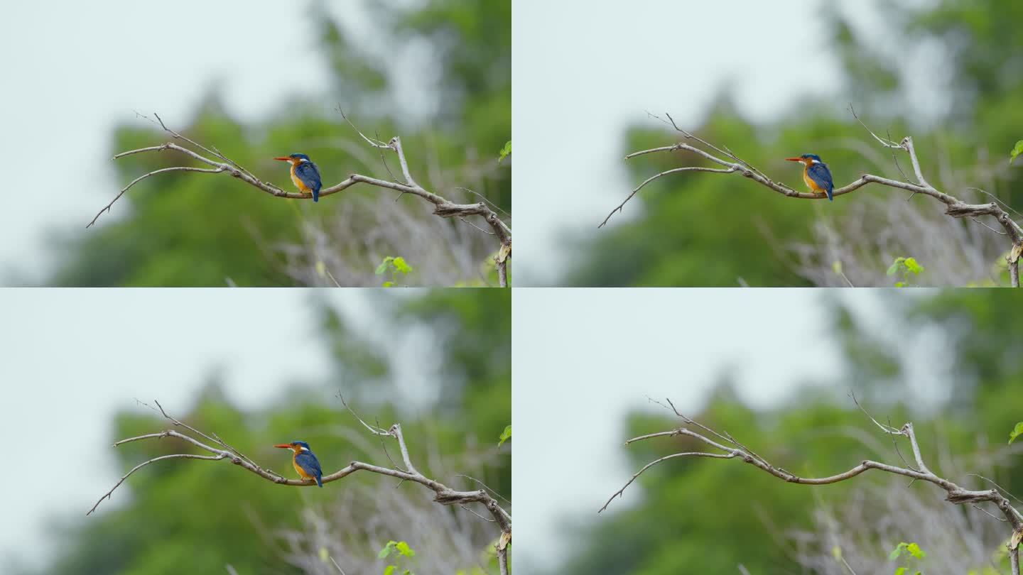 在坦桑尼亚的森林里，翠鸟栖息在树枝上，正在飞翔