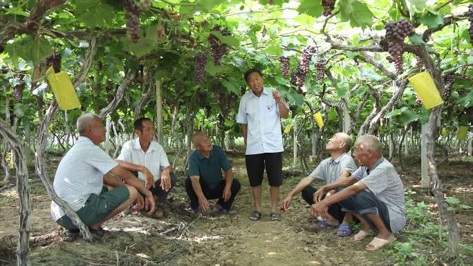 农民在葡萄树下传授种植技术