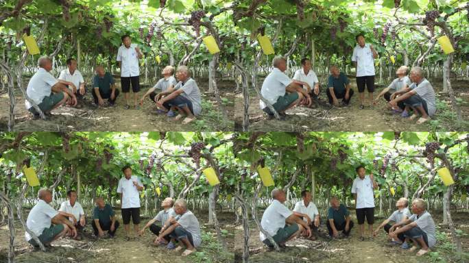 农民在葡萄树下传授种植技术