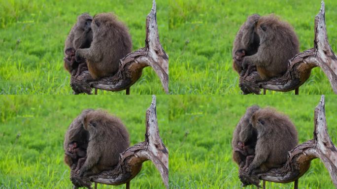 坦桑尼亚草地上，一家三口的橄榄狒狒在死树上休息