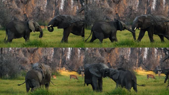 坦桑尼亚国家公园草地上打斗的非洲大象