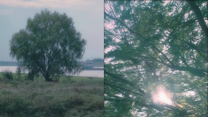 风吹过湖边的一棵树