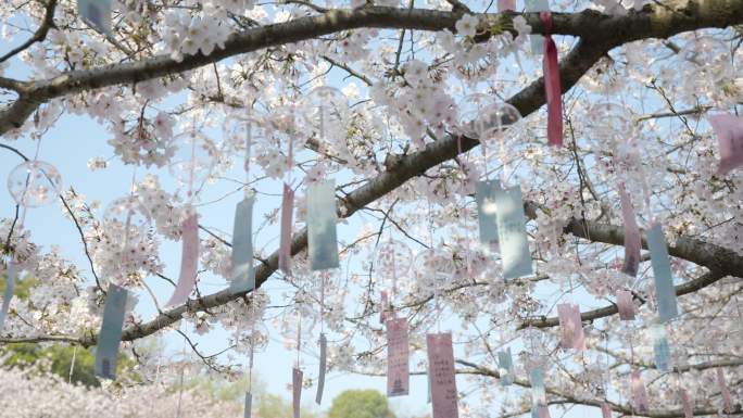 樱花 鼋头渚 风铃挂在樱花树上