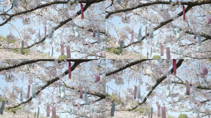 樱花 鼋头渚 风铃挂在樱花树上