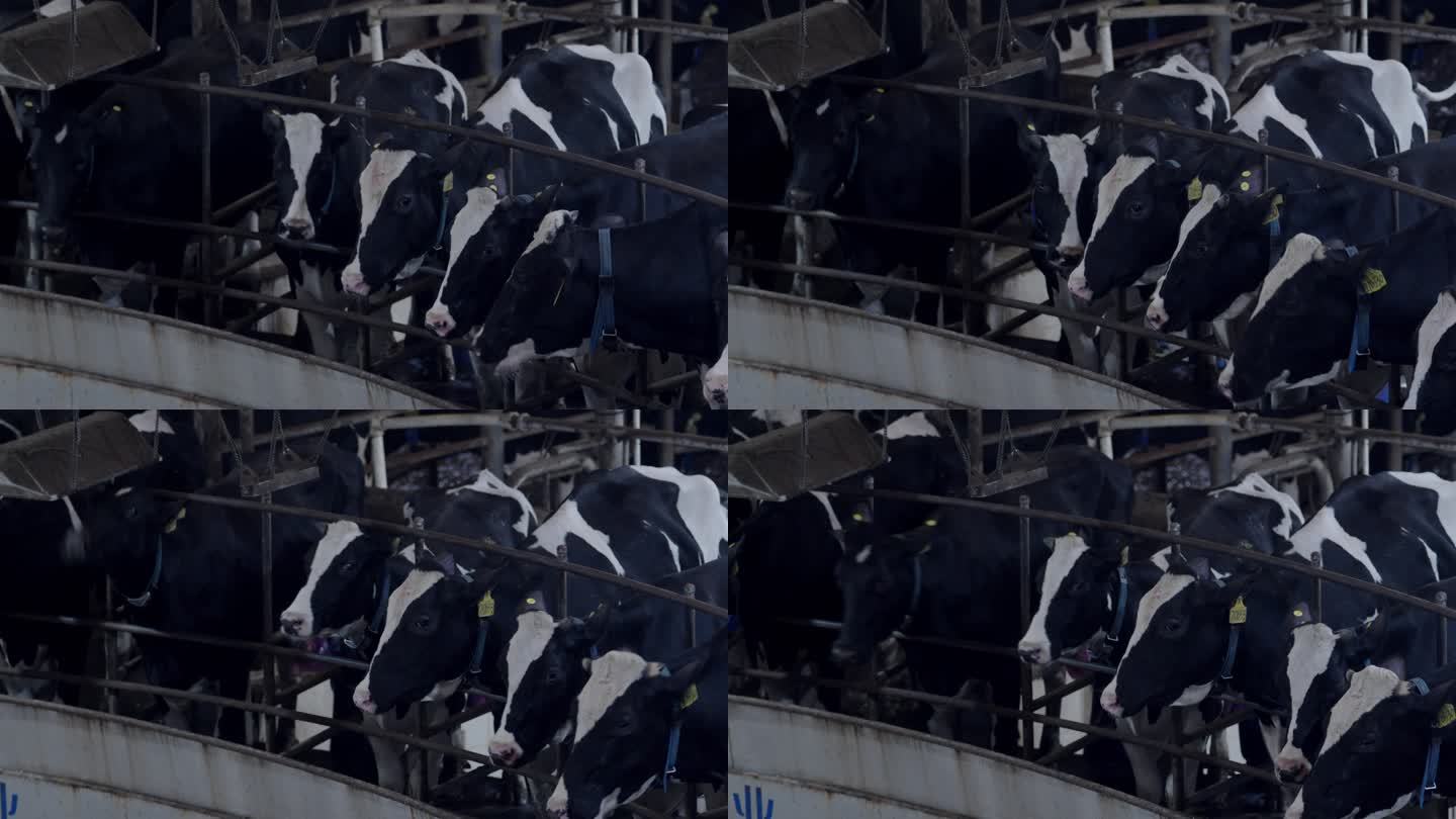 现代牧场里的奶牛正在挤奶机上挤奶