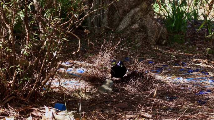 雄性缎面园丁鸟在装饰它的巢景