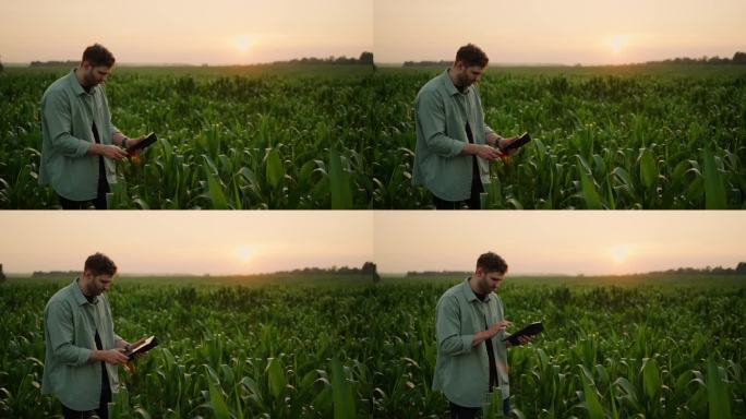 男生态学家或植物学家在美丽的农田里拍摄玉米植物