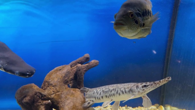 水族馆里的梭子鱼和其他水生食肉动物