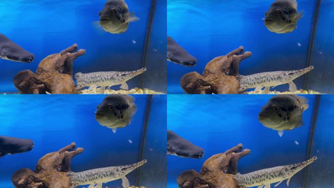 水族馆里的梭子鱼和其他水生食肉动物
