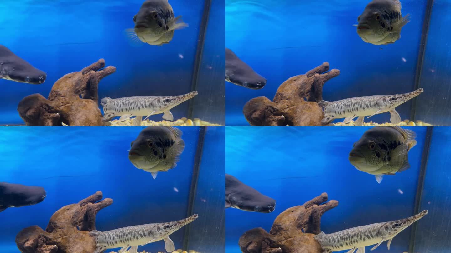 水族馆里的梭子鱼和其他水生食肉动物