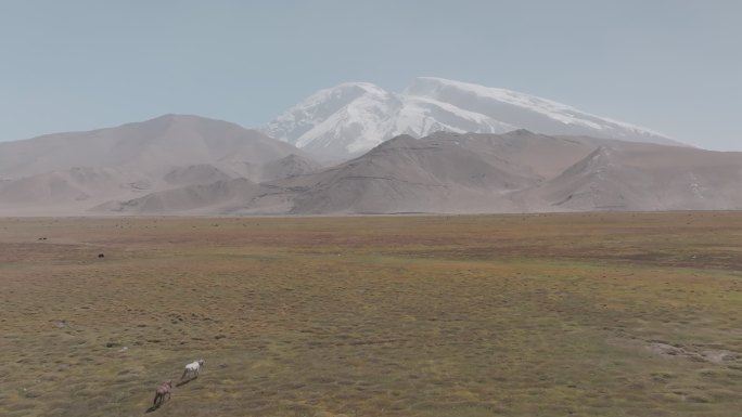 4k-航拍新疆雪山下的牛群
