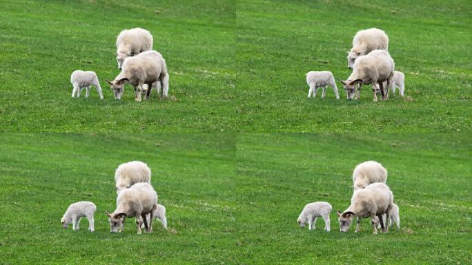 牧场上的一群羊。可爱的小羊在山间的绿色草地上吃草。冰岛的夏天。有机羊毛和肉类生产。以8k分辨率拍摄。