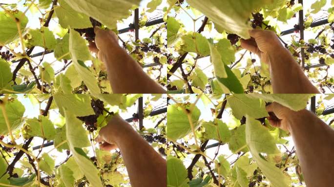 手摘挂在藤上的葡萄