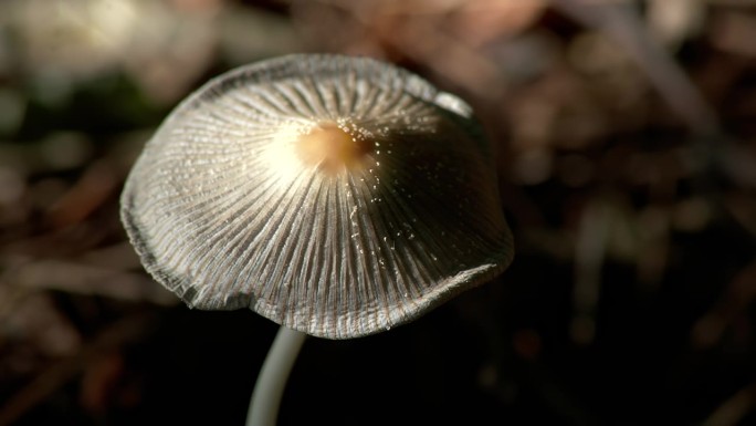 森林蘑菇的灰色棱状冠。不能吃的蘑菇。