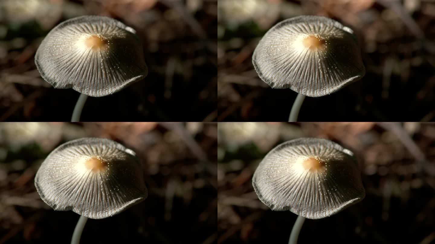 森林蘑菇的灰色棱状冠。不能吃的蘑菇。