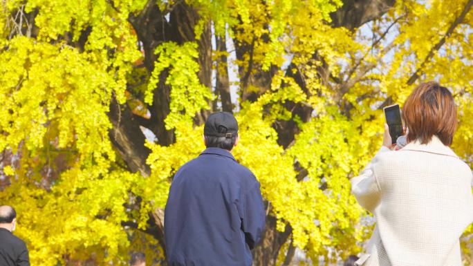 秋天景色银杏树 南京普济寺银杏