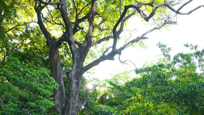 阳光明媚的一天，生长在坦桑尼亚国家公园热带雨林中的美丽高大的树