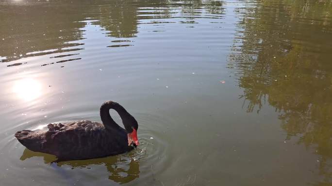 圆明园湖面湖水禽鸟