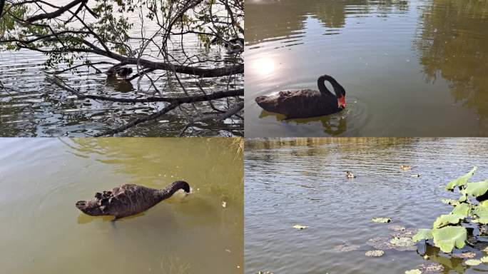 圆明园湖面湖水禽鸟