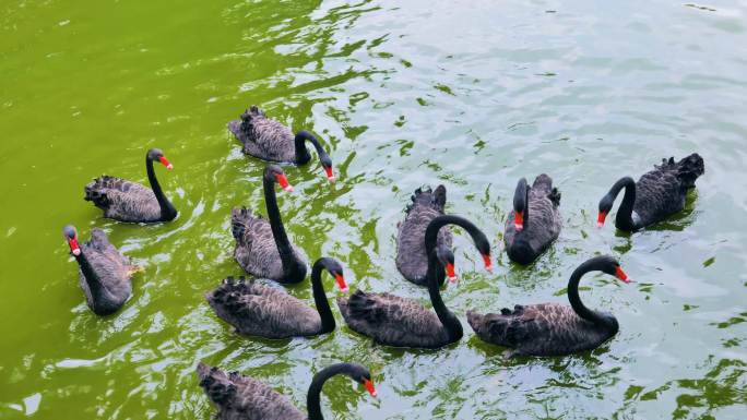 一群黑天鹅 动物园池塘