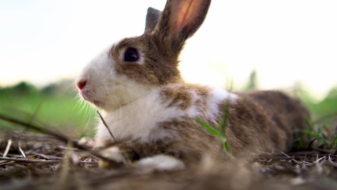 一只野生的橙色兔子。在森林里长着大耳朵的兔子。