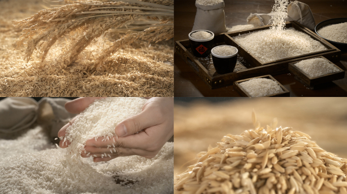 大米水稻农业丰收稻谷米饭粮食米粒庄稼种子